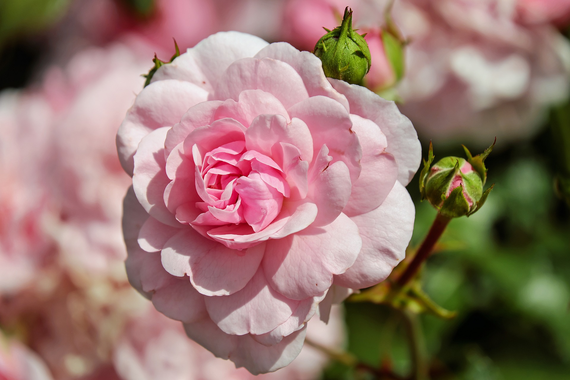 Rosas na varanda – Iana Ferreira